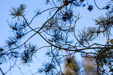 Serene pine forest details in warm sunny season.