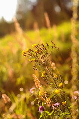 Tranquil rural meadow bathed in sunset glow.