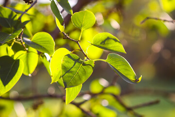 Golden sunset illuminating lilac bush leaves.