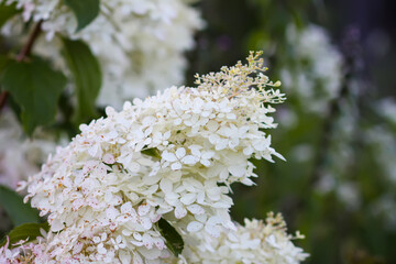 Cluster of delicate white hydrangea flowers outdoors.