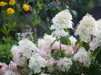 Lush hydrangea blossoms with soft white petals.