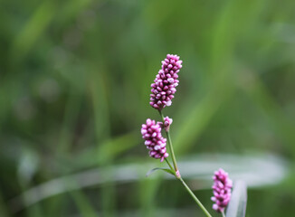 Persicaria maculosa with vibrant green leaves in sunlight. Macro detail.