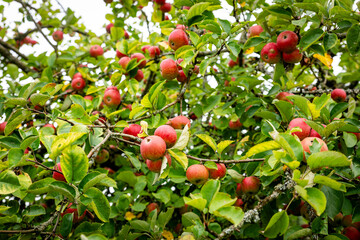Ripe Red Apples On Lush Apple Tree Branches In Green Orchard Setting