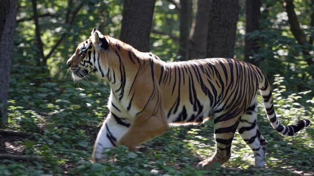 A majestic tiger prowls through a dense forest, captured at eye level. The video highlights the lush greenery and the tiger's stealthy movement.