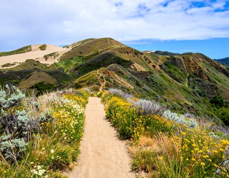 Hiking trail winds through colorful wildflowers and hills - Powered by Adobe