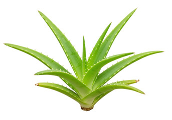 Isolated Aloe vera plant with spiky leaves, succulent, medicinal herb, fresh, healthy, green