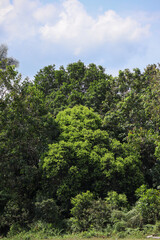 Tropical Forest Landscape with Green Trees and Blue Sky