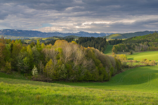 View of rolling green hills meet a forest under a dramatic sky, with distant mountains capped with snow, in the serene countryside, Poniky, Banskobystricky kraj, Slovakia.