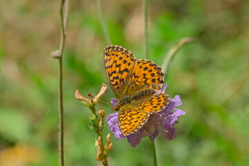 Orange Queen of Spain fritillary butterfly with brown pattern on it`s wing, sitting on a purple thistle flower. Selective focus with green bokeh background - Issoria lathonia 