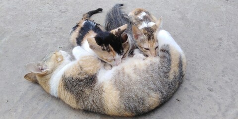 Mother cat feeding baby cat 