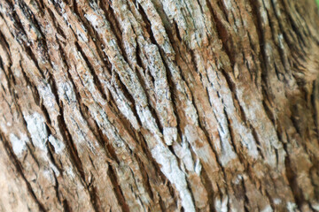 Obraz premium Close Up Texture of Tree Bark in Natural Forest