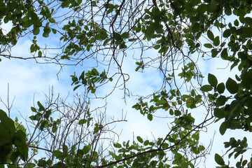 Green Leaves and Tree Branches Against Blue Sky