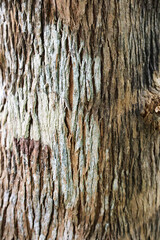Vertical close-up texture of deeply grooved and peeling tropical tree bark with white and brown colors