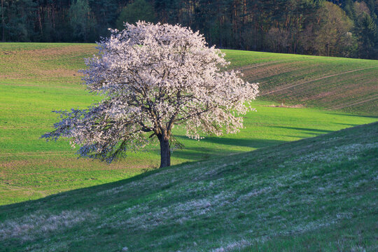 View of a blooming tree with white blossoms casting shadows on a lush green hillside under the warm glow of the setting sun, Lubietova, Banska Bystrica Region, Slovakia.