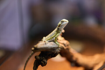 A Cute Bearded Dragon perched on a branch, showcasing its charm and bright colors