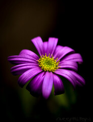 Fototapeta premium Macro close-up of a beautiful purple daisy flower with yellow center isolated on a dark background. Detailed petals and vibrant colors showing natural beauty, perfect for botanical, floral, and nature
