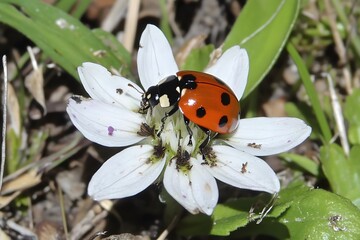 Seven spot ladybug on white flower close up in the garden
