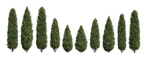 Thuja occidentalis Smaragd (Emerald Green Arborvitae) hedge trees isolated on white background