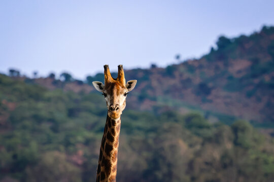 View of a giraffe gazing directly, its long neck rising against a backdrop of verdant hills under a clear blue sky, Hoedspruit, South Africa.