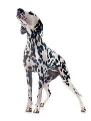 puppy dalmatian in studio