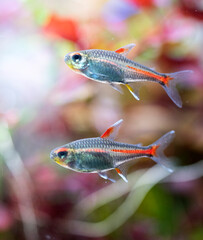 Fototapeta premium Hemigrammus erythrozonus in aquarium