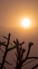 sunset in a spring aternoon near the mountians and a dry brunch in the foreground