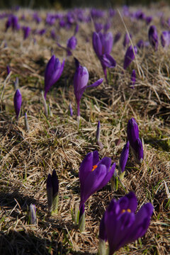 Spring flowers in the mountains. crocus