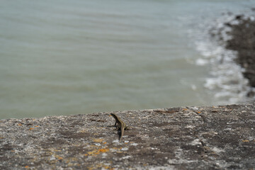 Lézard au soleil sur un mur de pierre – Port des Minimes, La Rochelle