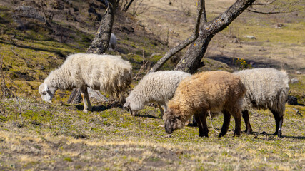 close view of a few sheep grazing in the wild, in a warm spring morning