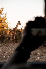 Giraffe standing in golden evening light viewed from behind a photographer