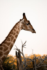 Close-up profile of a giraffe against soft evening sky