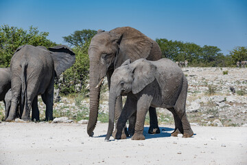 Fototapeta premium African elephant mother and calf standing together in savanna landscape