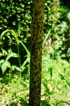 Amorphophallus konjac, Gonyak, a plant in Korea with glucomannan root extract, supporting weight control, blood sugar regulation, cholesterol reduction, and digestive health. Photographed in Korea.