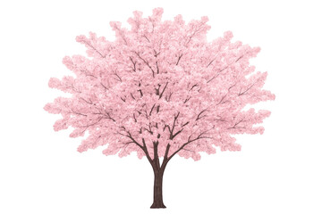 Obraz premium Pink cherry blossom sakura tree blooming in spring