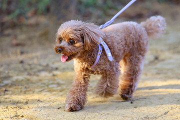 山道を散歩しているトイ・プードル