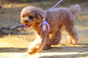 山道を散歩しているトイ・プードル