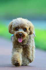 太陽の優しい光があたった綺麗な公園で散歩をしているトイ・プードル