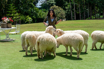 Thai Sheep Farms at Khao Yai Thailand