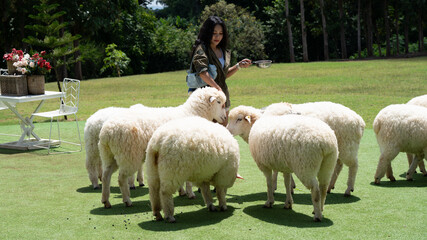 Thai Sheep Farms at Khao Yai Thailand