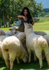 Thai Sheep Farms at Khao Yai Thailand