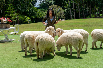 Thai Sheep Farms at Khao Yai Thailand