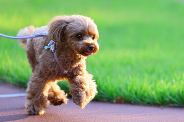 太陽が優しい光があたった綺麗な公園で散歩をしているトイ・プードル