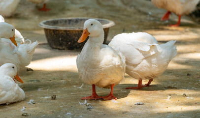 Ducks at Ponds in Thailand 