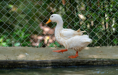 Ducks at Ponds in Thailand 