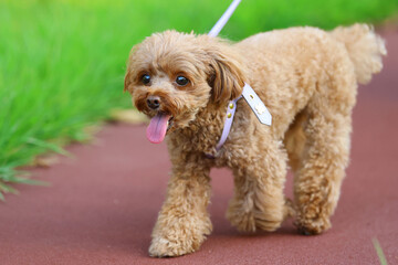 芝生の綺麗な公園を散歩しているトイ・プードル