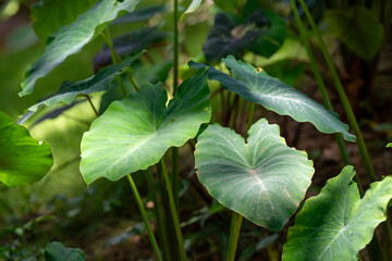 Lilly Pads, Lily Pads 