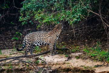 Jaguar in Mato Grosso forest environment,Pantanal,Brazil