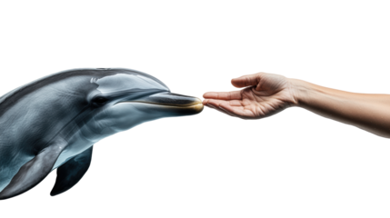 Dolphin Touching Human Hand on Transparent Background