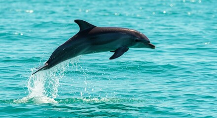 Fototapeta premium Playful dolphin leaping above ocean waves, intelligent marine mammal symbol of freedom, friendship, and beauty of underwater wildlife.