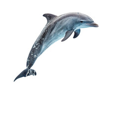 Fototapeta premium Graceful dolphin leaping from water, capturing ocean's vibrant marine life and playful spirit 